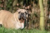 BULLDOG ANGLAIS 112